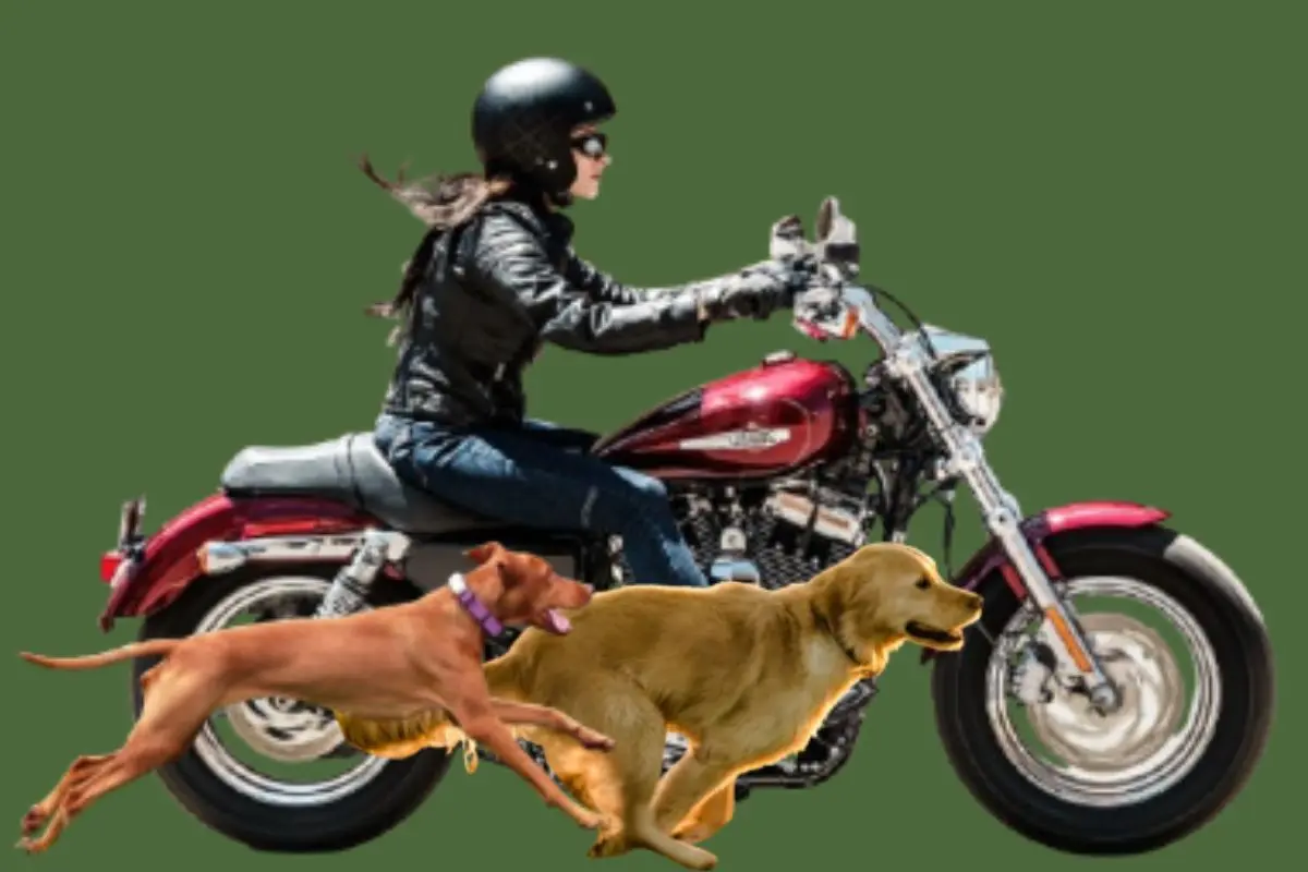 Nighttime Dog Chasing: Understanding the Science Behind Dogs Chasing Cars on Empty Streets, Revealed by Experts
